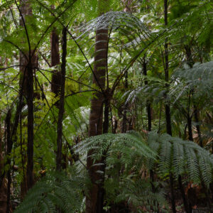 Ferns