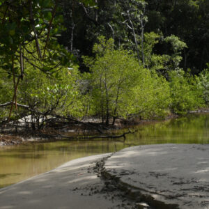 Capetrib