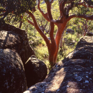 Angophora 2