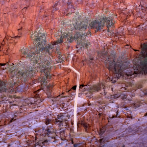 Ghost gum 1